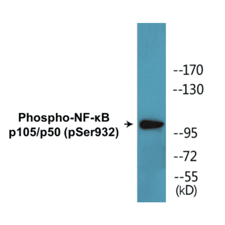 Western Blot - NF-kB p105 / p50 (phospho Ser932) Cell Based ELISA Kit (CBP1623) - Antibodies.com