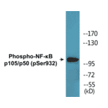 Western Blot - NF-kB p105 / p50 (phospho Ser932) Cell Based ELISA Kit (CBP1623) - Antibodies.com