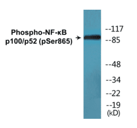 Western Blot - NF-kB p100 / p52 (phospho Ser865) Cell Based ELISA Kit (CBP1626) - Antibodies.com