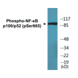 Western Blot - NF-kB p100 / p52 (phospho Ser865) Cell Based ELISA Kit (CBP1626) - Antibodies.com