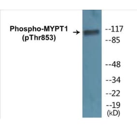 Western Blot - MYPT1 (phospho Thr853) Cell Based ELISA Kit (CBP1182) - Antibodies.com