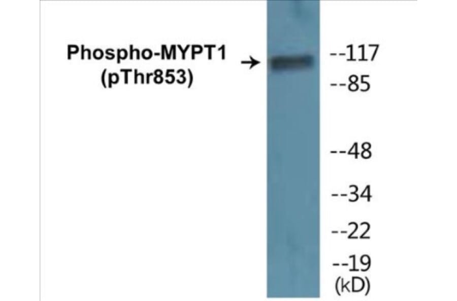 Western Blot - MYPT1 (phospho Thr853) Cell Based ELISA Kit (CBP1182) - Antibodies.com