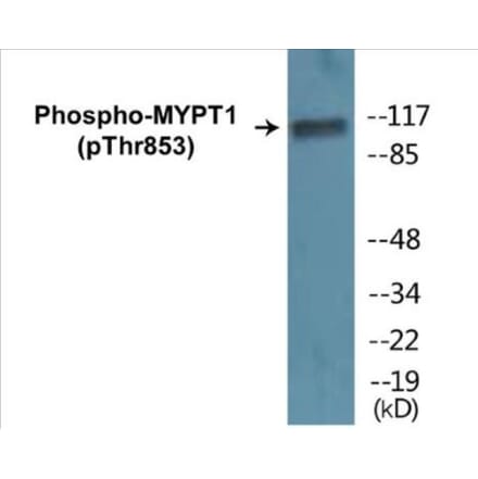 Western Blot - MYPT1 (phospho Thr853) Cell Based ELISA Kit (CBP1182) - Antibodies.com