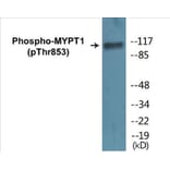 Western Blot - MYPT1 (phospho Thr853) Cell Based ELISA Kit (CBP1182) - Antibodies.com