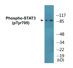 Western Blot - STAT3 (phospho Tyr705) Cell Based ELISA Kit (CBP1681) - Antibodies.com