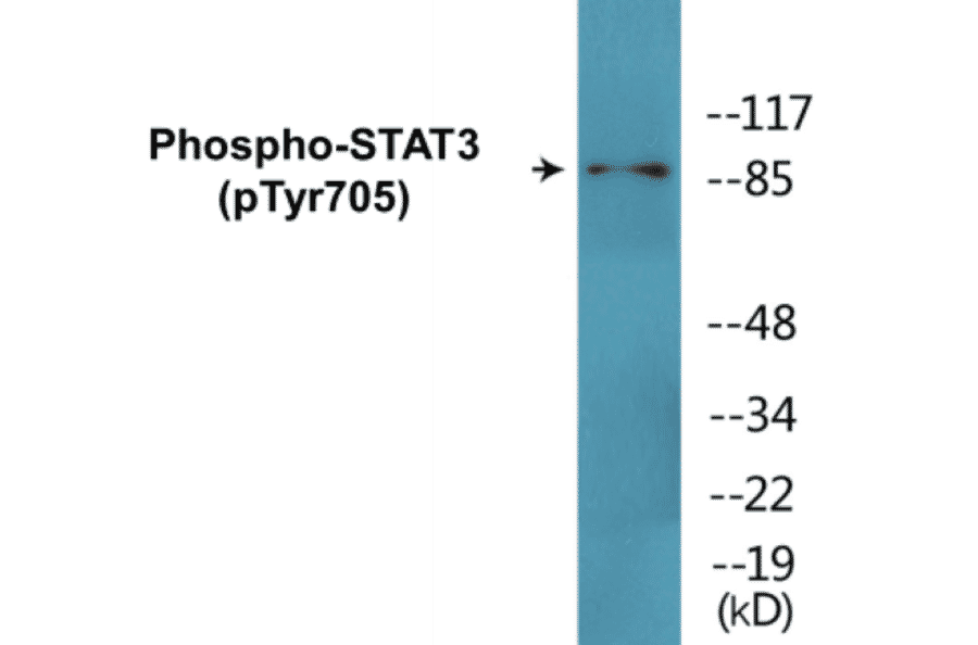 Western Blot - STAT3 (phospho Tyr705) Cell Based ELISA Kit (CBP1681) - Antibodies.com