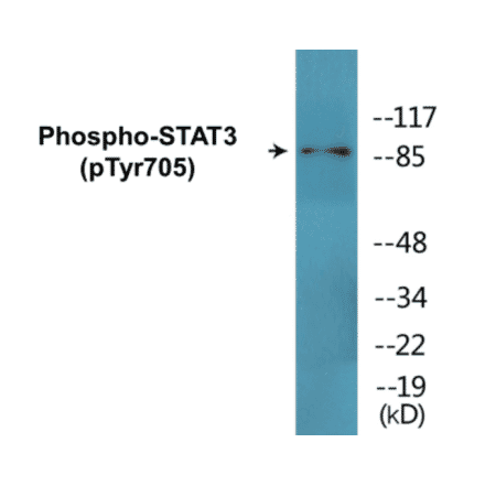Western Blot - STAT3 (phospho Tyr705) Cell Based ELISA Kit (CBP1681) - Antibodies.com