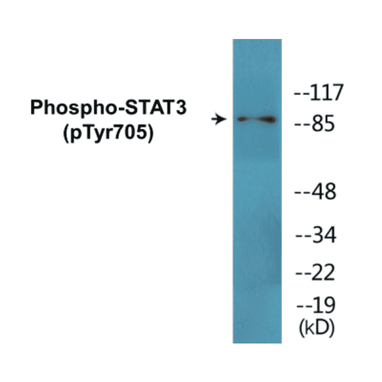 Western Blot - STAT3 (phospho Tyr705) Cell Based ELISA Kit (CBP1681) - Antibodies.com