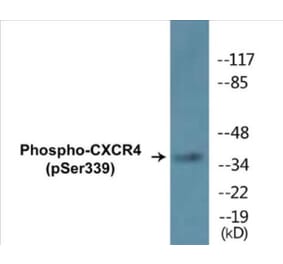 Western Blot - CXCR4 (phospho Ser339) Cell Based ELISA Kit (CBP1352) - Antibodies.com