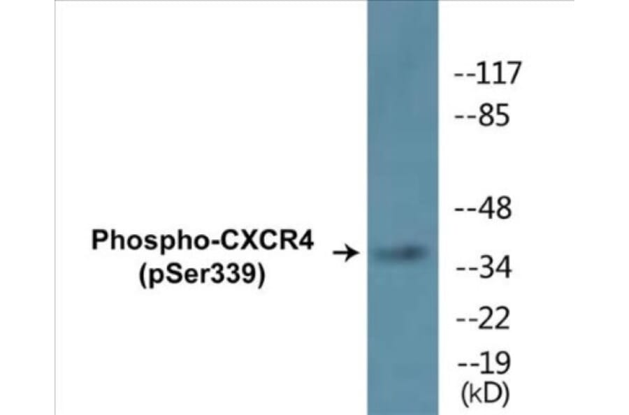 Western Blot - CXCR4 (phospho Ser339) Cell Based ELISA Kit (CBP1352) - Antibodies.com