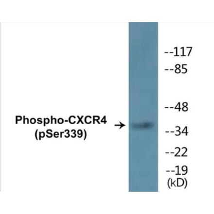 Western Blot - CXCR4 (phospho Ser339) Cell Based ELISA Kit (CBP1352) - Antibodies.com