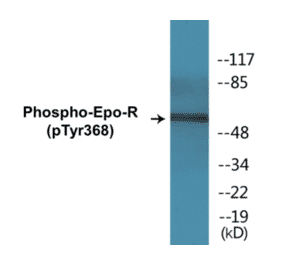 Western Blot - Epo-R (phospho Tyr368) Cell Based ELISA Kit (CBP1368) - Antibodies.com