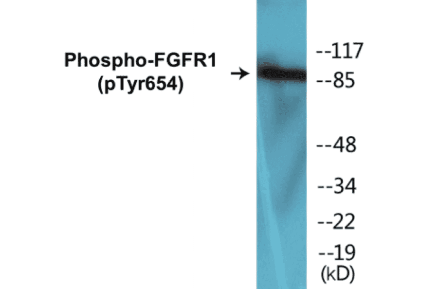 Western Blot - FGFR1 (phospho Tyr654) Cell Based ELISA Kit (CBP1156) - Antibodies.com