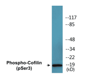 Western Blot - Cofilin (phospho Ser3) Cell Based ELISA Kit (CBP1521) - Antibodies.com