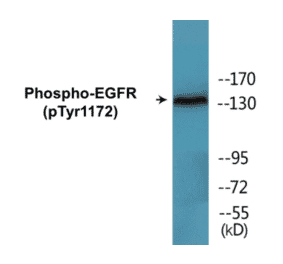 Western Blot - EGFR (phospho Tyr1172) Cell Based ELISA Kit (CBP1535) - Antibodies.com