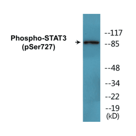 Western Blot - STAT3 (phospho Ser727) Cell Based ELISA Kit (CBP1680) - Antibodies.com