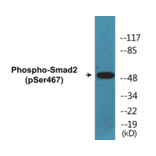 Western Blot - Smad2 (phospho Ser467) Cell Based ELISA Kit (CBP1029) - Antibodies.com