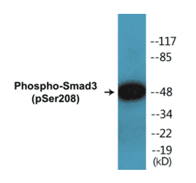Western Blot - Smad3 (phospho Ser208) Cell Based ELISA Kit (CBP1396) - Antibodies.com