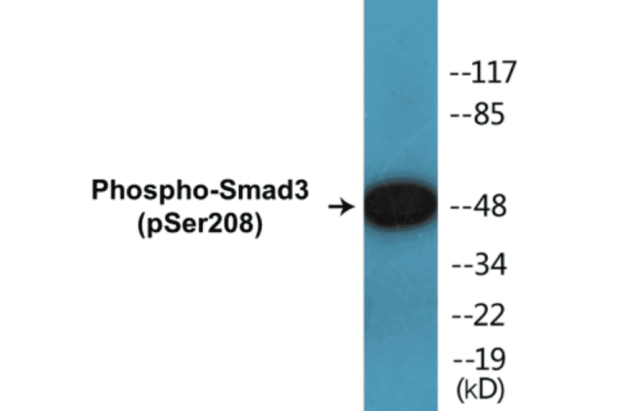 Western Blot - Smad3 (phospho Ser208) Cell Based ELISA Kit (CBP1396) - Antibodies.com