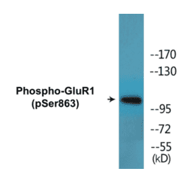 Western Blot - GluR1 (phospho Ser863) Cell Based ELISA Kit (CBP1564) - Antibodies.com