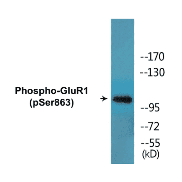 Western Blot - GluR1 (phospho Ser863) Cell Based ELISA Kit (CBP1564) - Antibodies.com