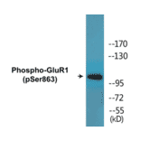 Western Blot - GluR1 (phospho Ser863) Cell Based ELISA Kit (CBP1564) - Antibodies.com