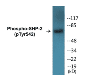 Western Blot - SHP-2 (phospho Tyr542) Cell Based ELISA Kit (CBP1026) - Antibodies.com