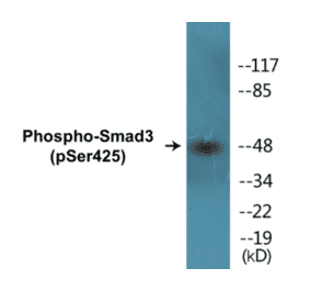 Western Blot - Smad3 (phospho Ser425) Cell Based ELISA Kit (CBP1030) - Antibodies.com