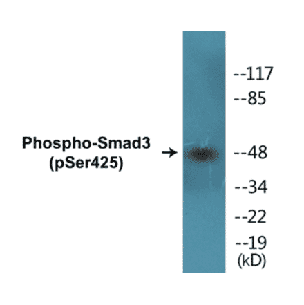 Western Blot - Smad3 (phospho Ser425) Cell Based ELISA Kit (CBP1030) - Antibodies.com