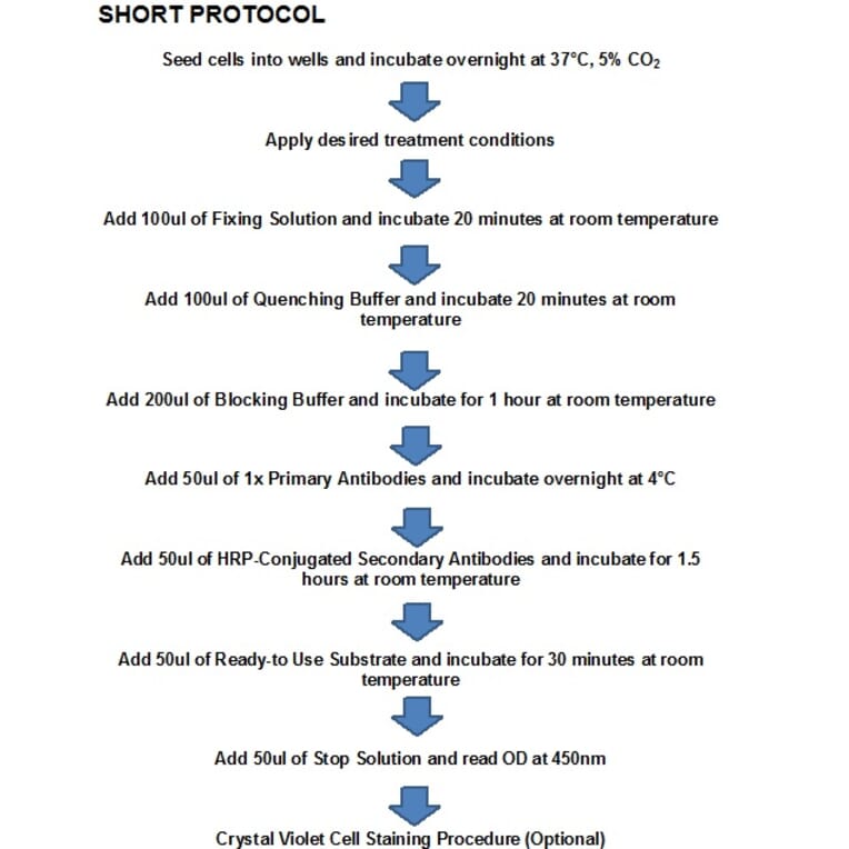 Protocol Summary - STAT4 (phospho Tyr693) Cell Based ELISA Kit (CBP1044) - Antibodies.com