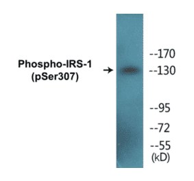 Western Blot - IRS-1 (phospho Ser307) Cell Based ELISA Kit (CBP1090) - Antibodies.com