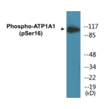 Western Blot - ATP1A1 (phospho Ser16) Cell Based ELISA Kit (CBP1140) - Antibodies.com