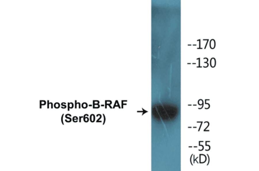 Western Blot - B-RAF (phospho Ser602) Cell Based ELISA Kit (CBP1297) - Antibodies.com