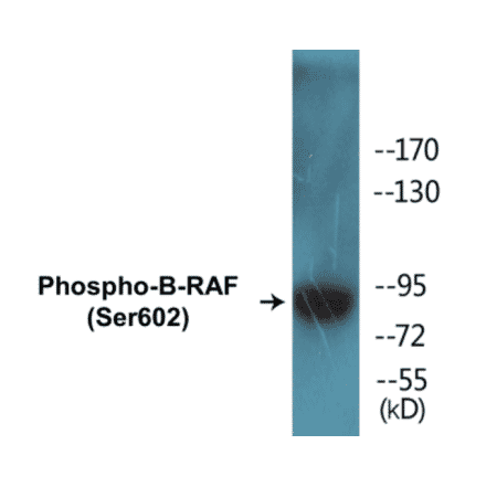 Western Blot - B-RAF (phospho Ser602) Cell Based ELISA Kit (CBP1297) - Antibodies.com