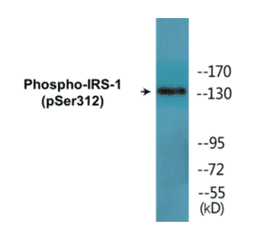 Western Blot - IRS-1 (phospho Ser312) Cell Based ELISA Kit (CBP1589) - Antibodies.com