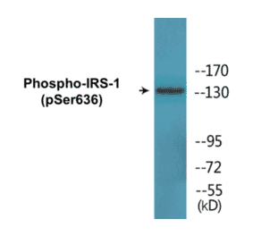 Western Blot - IRS-1 (phospho Ser636) Cell Based ELISA Kit (CBP1590) - Antibodies.com