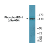 Western Blot - IRS-1 (phospho Ser636) Cell Based ELISA Kit (CBP1590) - Antibodies.com