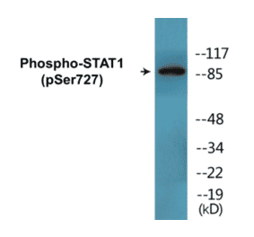 Western Blot - STAT1 (phospho Ser727) Cell Based ELISA Kit (CBP1678) - Antibodies.com