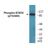 Western Blot - STAT6 (phospho Thr645) Cell Based ELISA Kit (CBP1685) - Antibodies.com