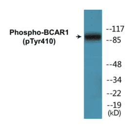 Western Blot - BCAR1 (phospho Tyr410) Cell Based ELISA Kit (CBP1070) - Antibodies.com