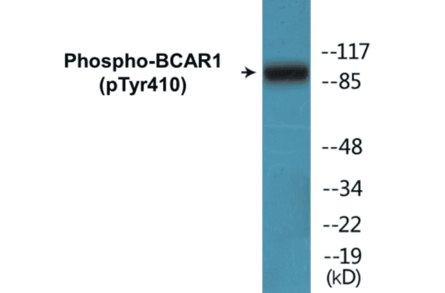 Western Blot - BCAR1 (phospho Tyr410) Cell Based ELISA Kit (CBP1070) - Antibodies.com