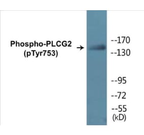 Western Blot - PLCG2 (phospho Tyr753) Cell Based ELISA Kit (CBP1074) - Antibodies.com