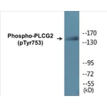 Western Blot - PLCG2 (phospho Tyr753) Cell Based ELISA Kit (CBP1074) - Antibodies.com
