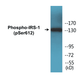 Western Blot - IRS-1 (phospho Ser612) Cell Based ELISA Kit (CBP1133) - Antibodies.com