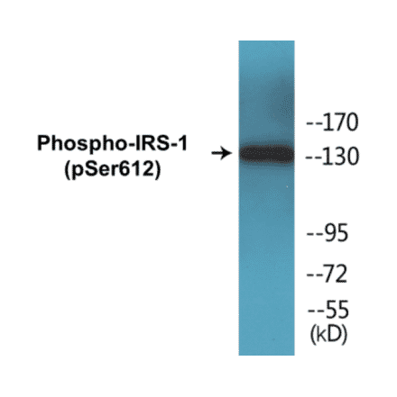Western Blot - IRS-1 (phospho Ser612) Cell Based ELISA Kit (CBP1133) - Antibodies.com