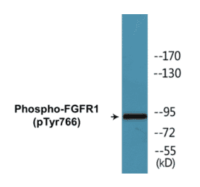 Western Blot - FGFR1 (phospho Tyr766) Cell Based ELISA Kit (CBP1155) - Antibodies.com