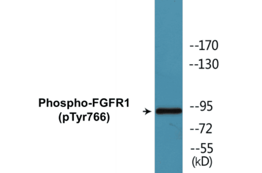 Western Blot - FGFR1 (phospho Tyr766) Cell Based ELISA Kit (CBP1155) - Antibodies.com