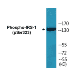Western Blot - IRS-1 (phospho Ser323) Cell Based ELISA Kit (CBP1167) - Antibodies.com