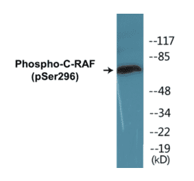 Western Blot - C-RAF (phospho Ser296) Cell Based ELISA Kit (CBP1249) - Antibodies.com