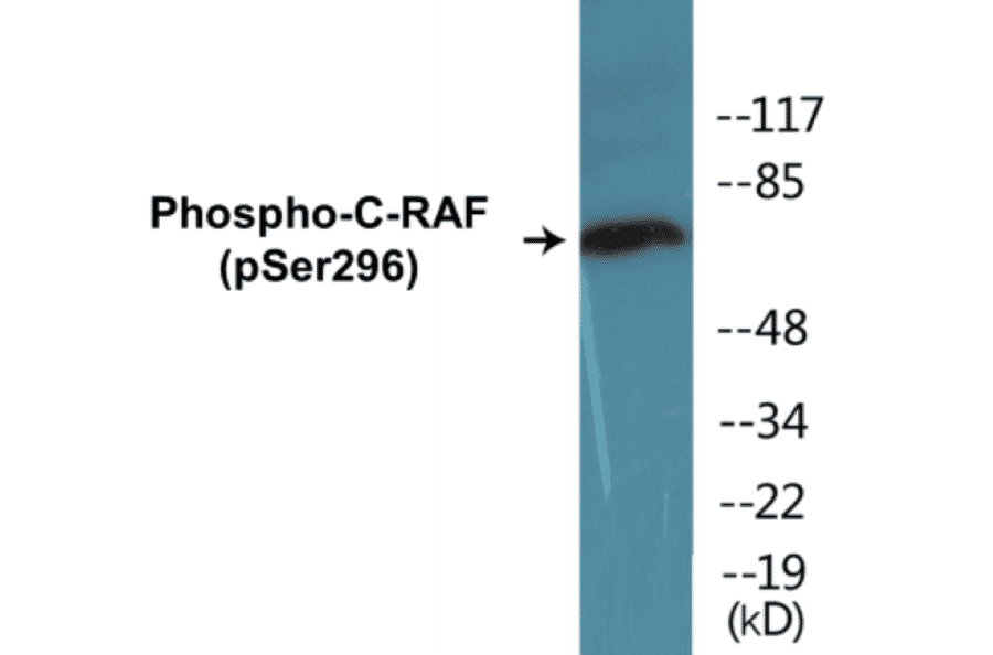 Western Blot - C-RAF (phospho Ser296) Cell Based ELISA Kit (CBP1249) - Antibodies.com